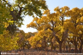 胡杨林