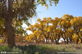 胡杨林