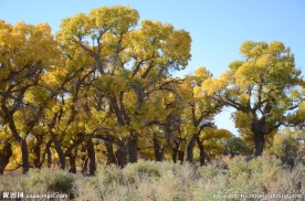 胡杨林