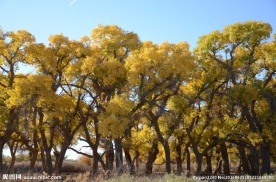 胡杨林