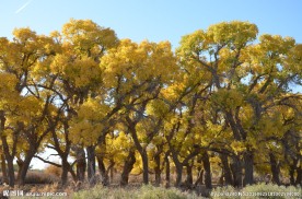 胡杨林