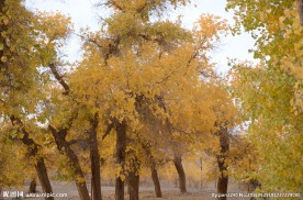 胡杨林
