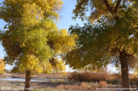 胡杨林