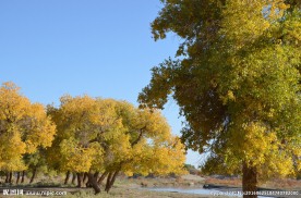 胡杨林