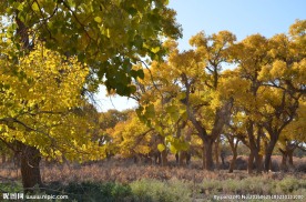 胡杨林
