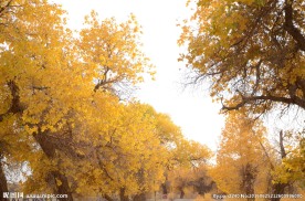 胡杨林