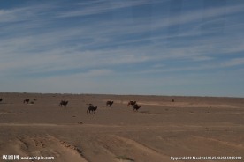 戈壁滩风光