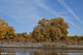 胡杨林