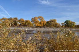 胡杨林