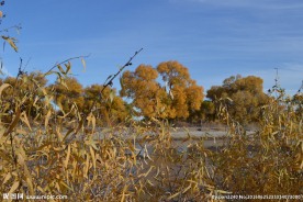 胡杨林