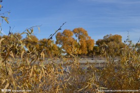 胡杨林
