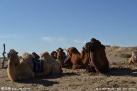 骆驼