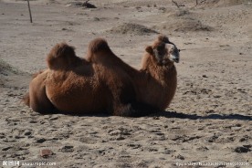 骆驼