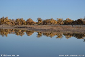 胡杨林