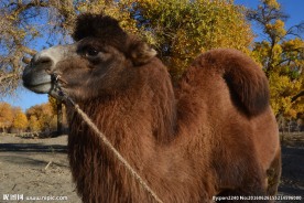 骆驼