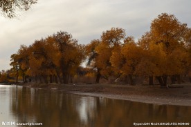胡杨林