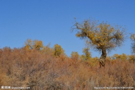 胡杨林