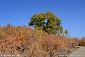 胡杨林