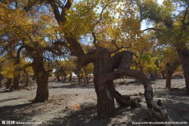 胡杨林