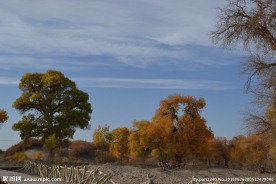 胡杨林
