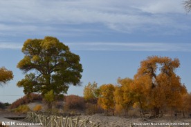 胡杨林