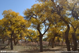胡杨林