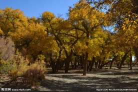 胡杨林