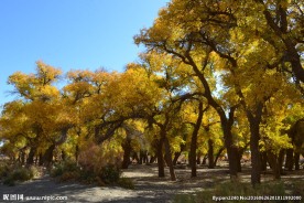 胡杨林