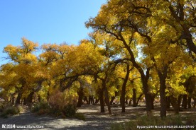胡杨林