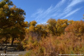 胡杨林