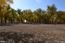 胡杨林
