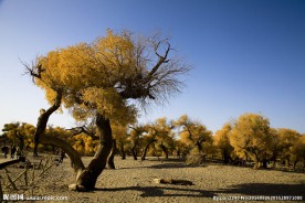 胡杨林