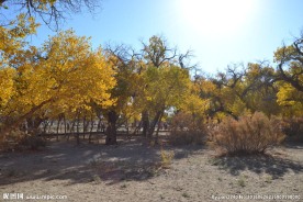 胡杨林