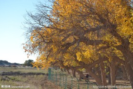 胡杨林