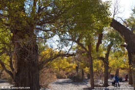 胡杨林