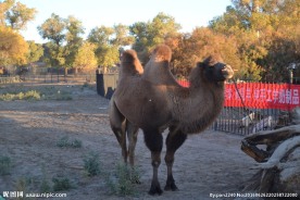 骆驼