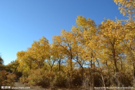 胡杨林