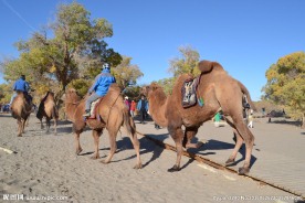 骆驼