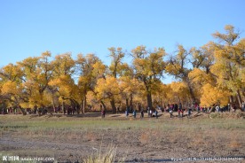 胡杨林