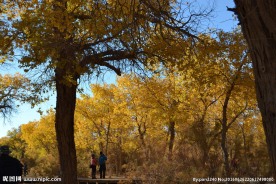 胡杨林