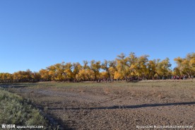 胡杨林