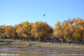 胡杨林