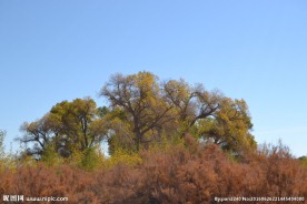 胡杨林