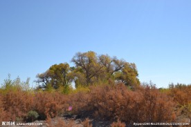 胡杨林