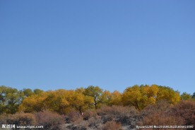 胡杨林
