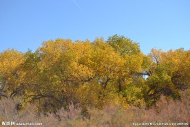 胡杨林