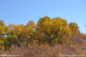 胡杨林