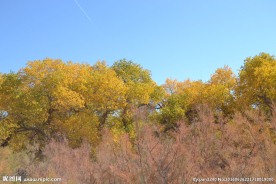胡杨林
