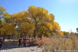 胡杨林