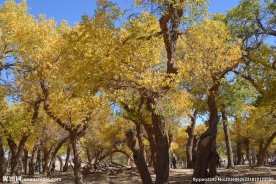 胡杨林